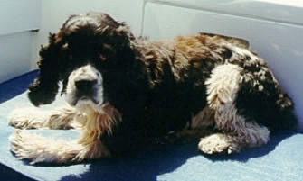 Daisy, our Cocker Spaniel mascot