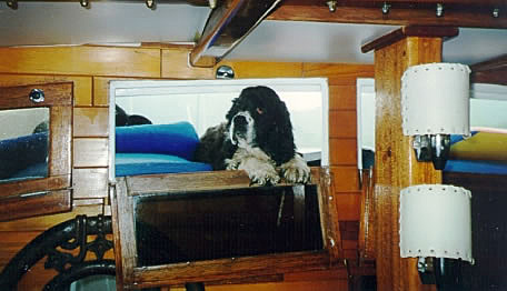 Daisy peering into the cabin