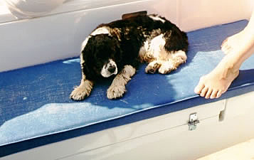 Daisy relaxing on the deck