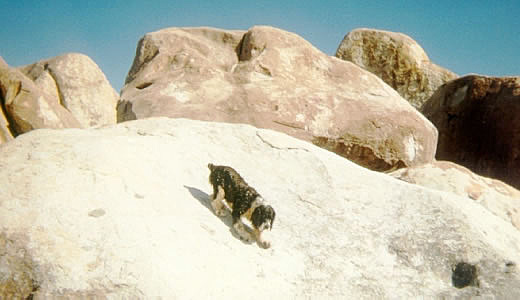 Daisy joining in the rock climbing