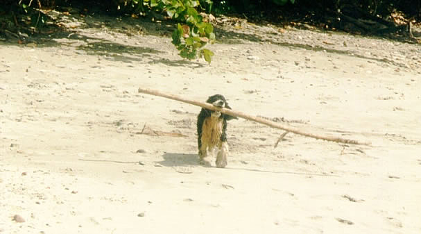 Daisy carrying a really long stick