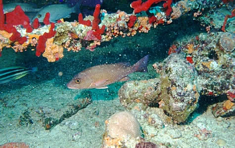 Unknown fish and corals at the Rhone