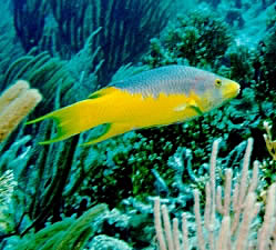 Spanish Hogfish