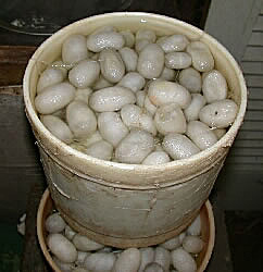 Silk cocoons