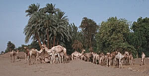 Camels for auction