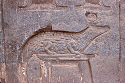 Crocodile at Kom Ombo