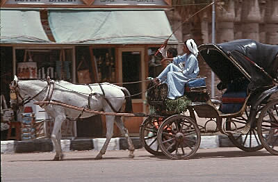 Horse drawn carriages