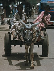 Donkey cart