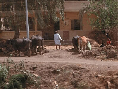 A family's livestock