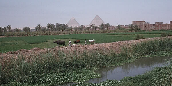 The Nile Delta with Pyramids in background