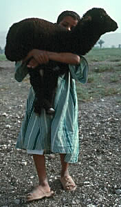 Little boy with black sheep at Colossi of Memnon