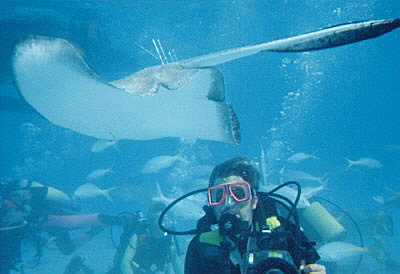 Stingray swimming near me