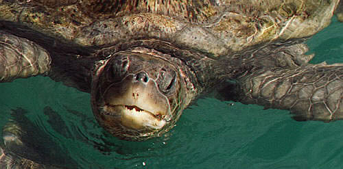 Large Green Turtle