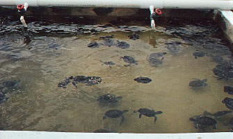 Baby turtles in a tank