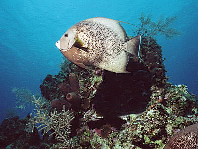 Gray Angel at Sunset House Reef