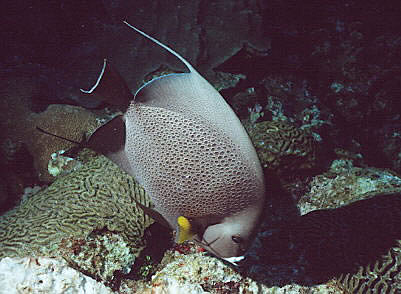 Gray Angel at Sunset House Reef