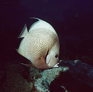 Gray Angel at Sunset House Reef