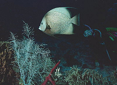 Gray Angel at Sunset House Reef