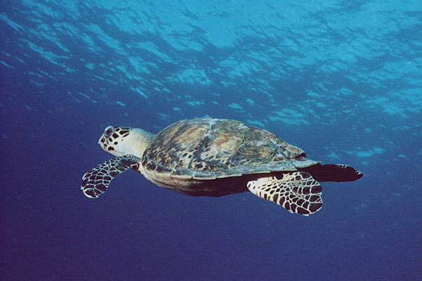 Hawksbill Turtle at Sunset House Reef