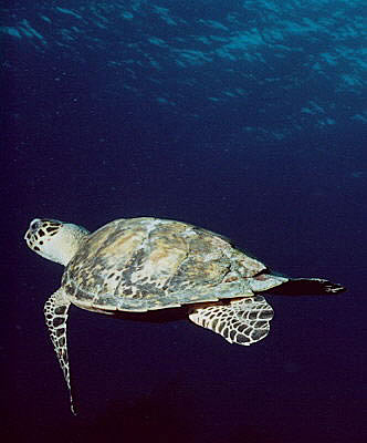 Hawksbill Turtle at Sunset House Reef