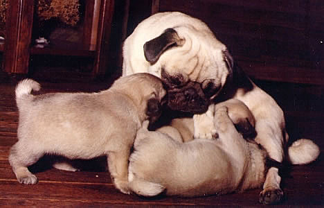 how big do pugs grow displaying 19 gallery images for teacup pug grown images frompo how big do pugs grow displaying 19 gallery images for teacup pug grown images frompo