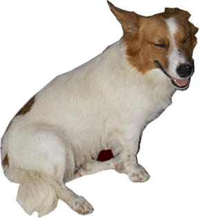 Pal, a stray dog