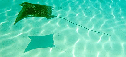 An eagle ray