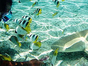Hand feeding the sharks