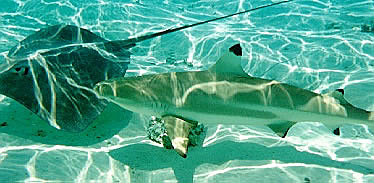 A stingray and shark