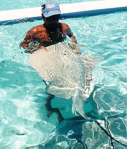 Playing with a stingray