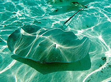 A stingray