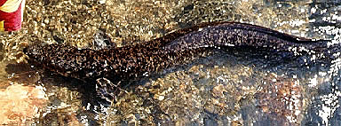 A freshwater eel