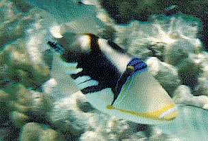 A triggerfish