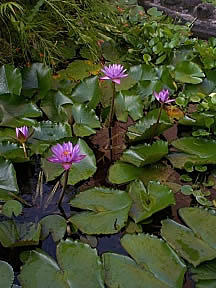 A lilly pond at the Sofitel Marara