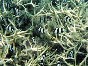 Unknown fish in coral