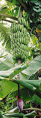Banana tree