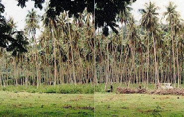 Harvesting coconuts