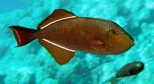 Doctorfish