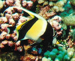Moorish Idol