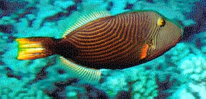 Oragne lined triggerfish