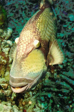 Titan triggerfish