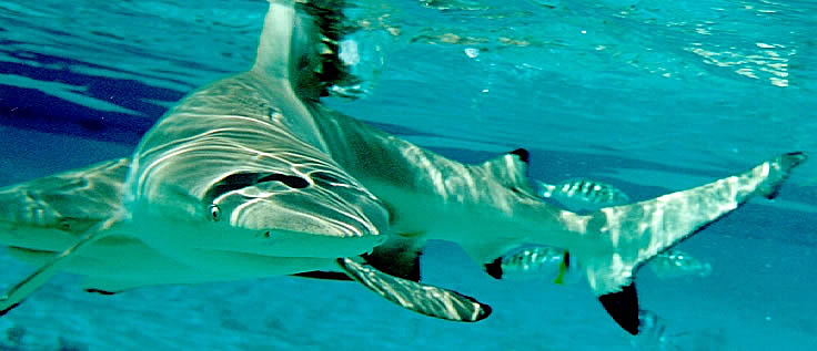 Sharks In Tahiti