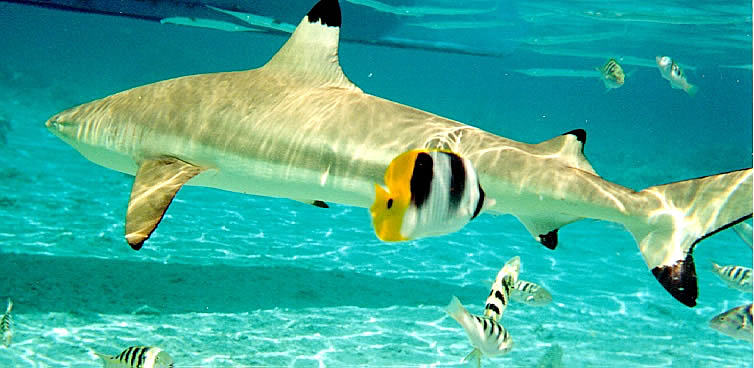 Shark photo taken while snorkeling