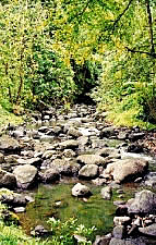 A small brook leading from the waterfall